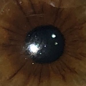 Meet your Posher, Dallas